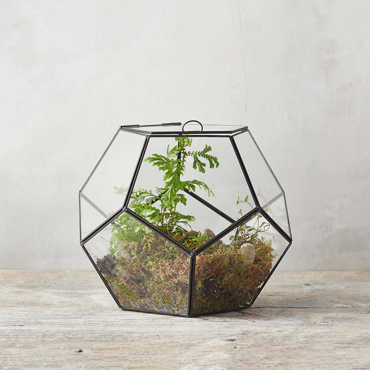terrarium-student-bedroom-plants student-housing-terrarium-build-guide